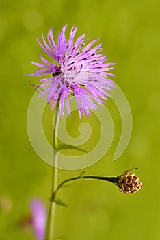 Greater Knapweed flower