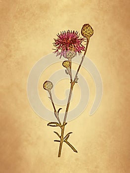 Greater knapweed plant on old paper background