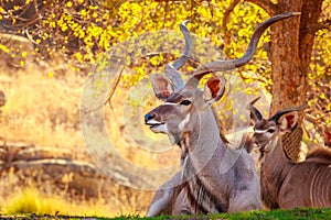 Greater Kudu