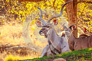 Greater Kudu