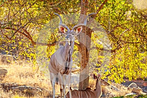 Greater Kudu