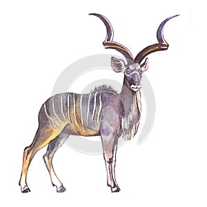 Greater Kudu