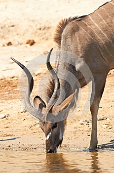 Greater Kudu