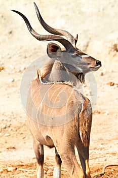 Greater Kudu