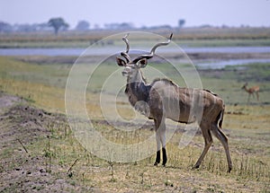 Greater kudu photo