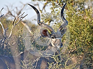 Greater kudu