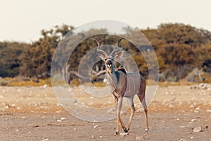 Greater kudu Africa safari wildlife and wilderness
