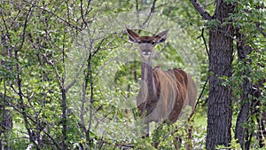 Greater Kudu antelope