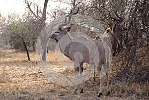Greater Kudu bull