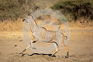 Greater Kudu Bull running away from danger, Kruger Park