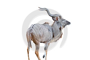 Greater kudu bull, Tragelaphus strepsiceros. Isolated on white