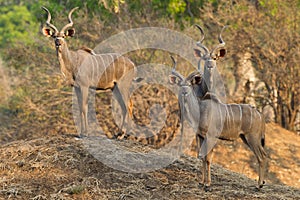 Greater Kudu bulls standing on termite mound