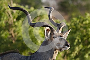 Greater kudu close-up, Botswana photo