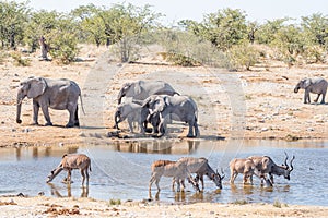 Greater kudu cows and bulls drinking with elephants in back