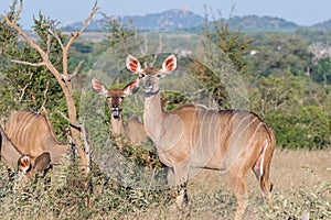 Greater kudu cows and a red-billed oxpecker