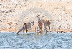 Greater kudu cows and young bulls drinking water