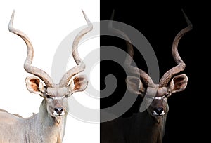 Greater kudu in the dark and white background