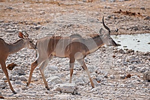 Greater Kudu in Etosha National Park, Namibia