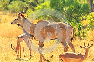 Greater kudu Family