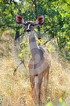 Greater Kudu female (Tragelaphus strepsiceros)