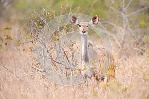 Greater Kudu female (Tragelaphus strepsiceros)