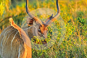 Greater kudu in grassland