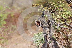 Greater kudu hidden in th bush in Kruger National park