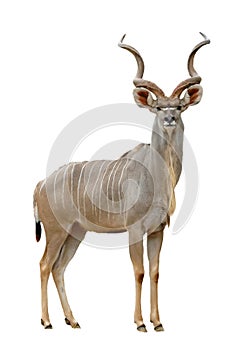 Kudu photo