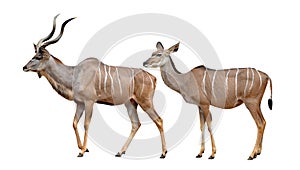 Greater kudu photo