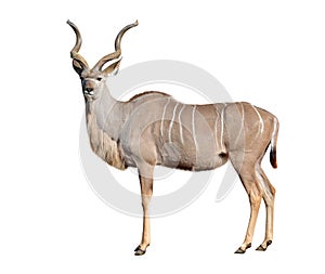 Greater kudu photo