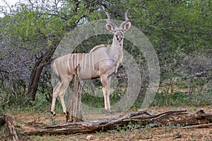 A greater kudu in the Kruger national park