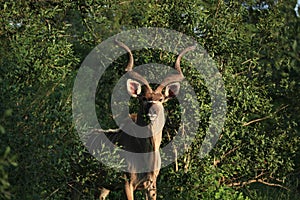 Greater Kudu in Kruger National Park