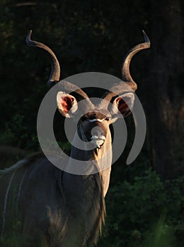 Greater Kudu in Kruger National Park