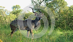 Greater Kudu at Kruger National Park