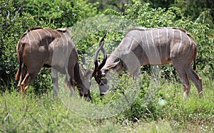 Greater Kudu in Kruger National Park