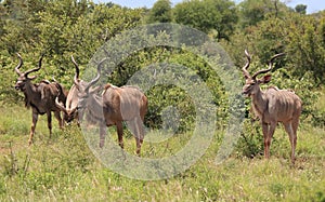 Greater Kudu in Kruger National Park