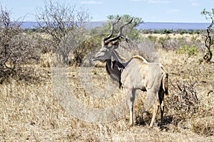 Greater kudu in Kruger National park