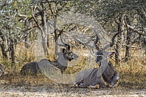 Greater kudu in Kruger National park, South Africa