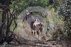 Greater Kudu, Kruger National Park, South Africa