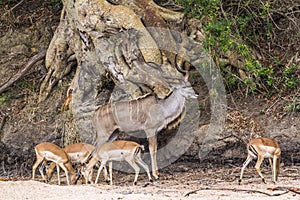 Greater kudu in Kruger National park, South Africa