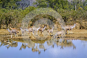Greater kudu in Kruger National park, South Africa