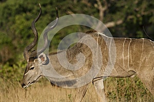 Greater kudu male, Botswana