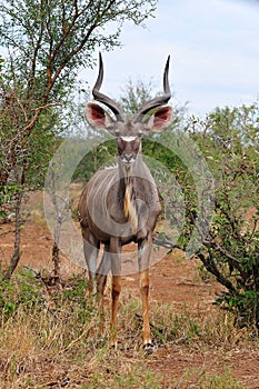 Greater Kudu Male (Tragelaphus strepsiceros)