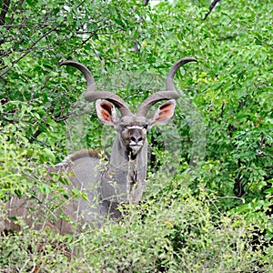 Greater Kudu Male (Tragelaphus strepsiceros)