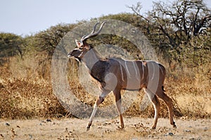 Greater Kudu male woodland antelope at Etosha national park, Namibia