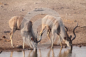 Greater kudu males drinking