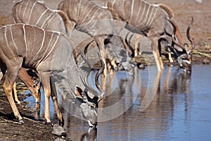 Greater kudu males at waterhole, Etosha, Namibia