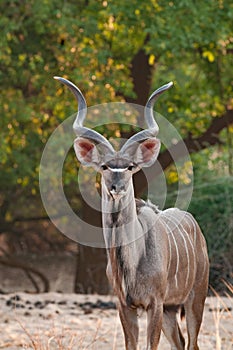 Greater kudu posing in South Luangwa national park.