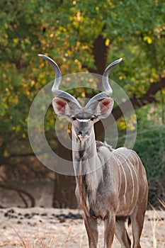 Greater kudu posing in South Luangwa national park. photo