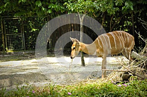 Greater Kudu in Singapore zoo